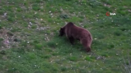 Erzurum'da boz ayının rahat tavırları vatandaşları tedirgin etti