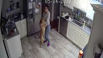 Intruder Alert Is Girlfriend Dancing With Dog In Kitchen | Wild-ish TV