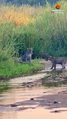 3 Leopards Have Epic Battle with Honey Badger
