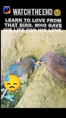 sad videos that make you cry heartbreak 