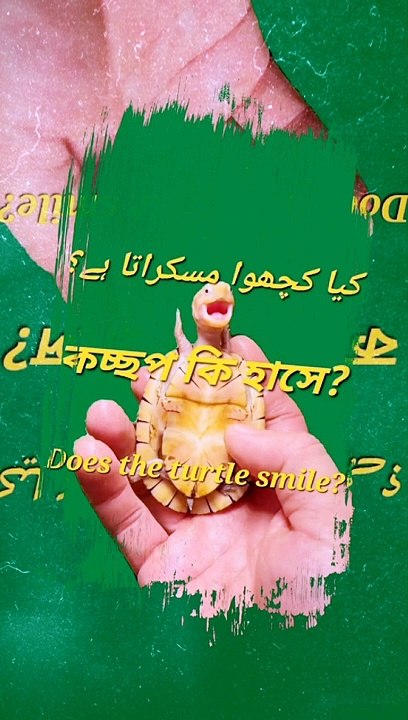 Does the turtle smile?