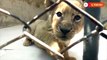 Lion Cubs in Lahore | African Lion Cubs in Pakistan | Lions Farming in Pakistan