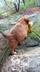 کمال دوستی والی ویڈیو دوستی ہو تو ایسی ہو #viral