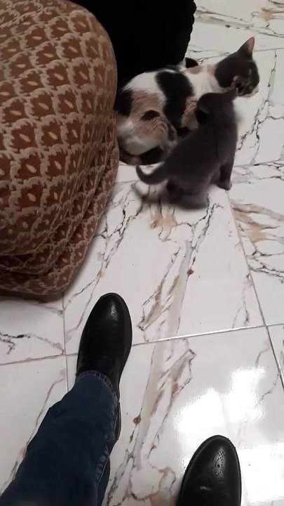 Mes Petits Chats Miaou, Miaou