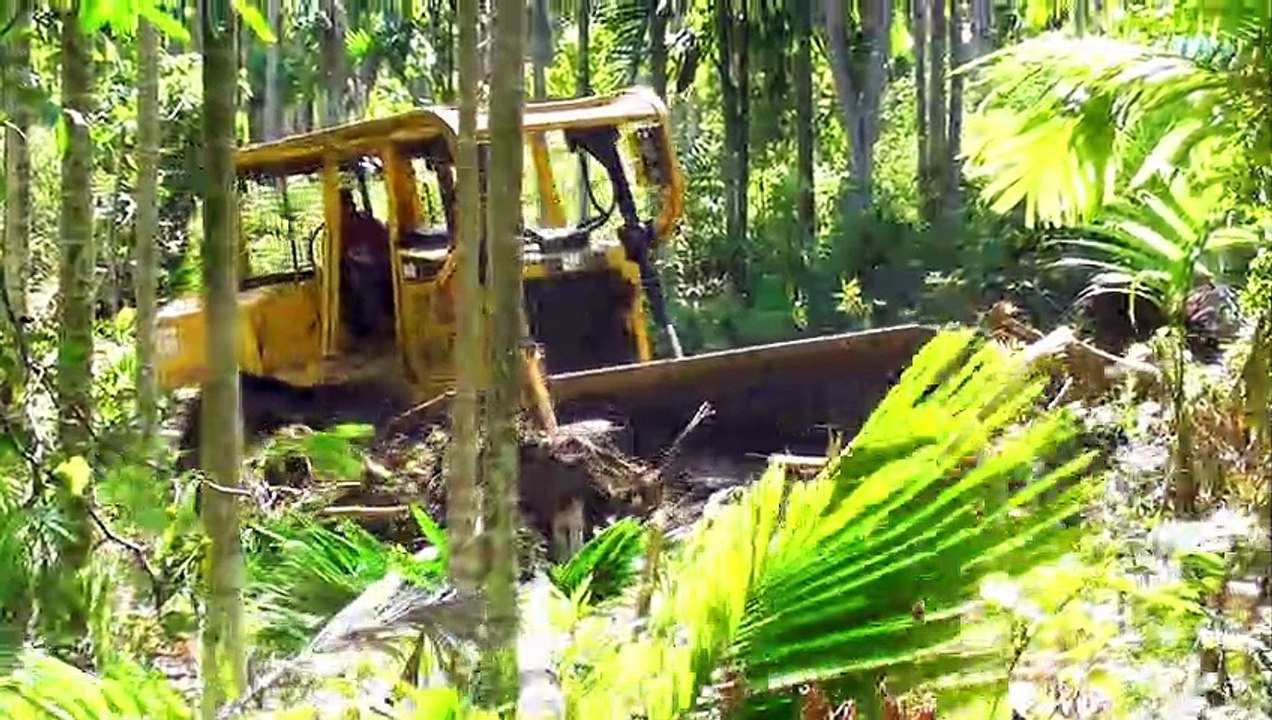 Bulldozer Breaks Areca Tree to Make Road in Mountain Plantation