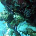2022 Kızıldeniz dalışlarından Redsea Sharm el Sheik diving