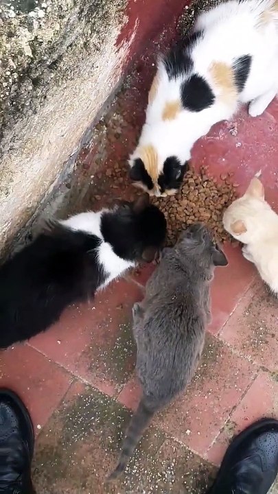 les pauvres chats je les trouver dans la terrasse 2023