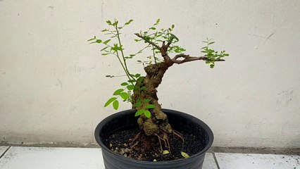 BAHAN BONSAI ILENG ILENG KARAKTER TUA ‼️COCOK UNTUK PEMULA