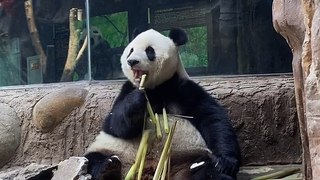 Panda are attentively eating fresh bamboo shoots