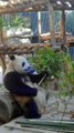 Panda are attentively eating fresh bamboo shoots
