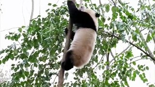 Kung Fu Panda, it's okay to fall from such a high tree