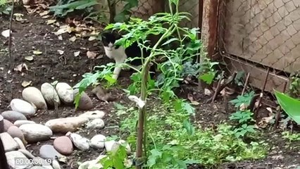 Cat Shows The Snake who's The Boss