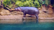 Hippo Kills Her Baby !! Why Can Hippos Do This