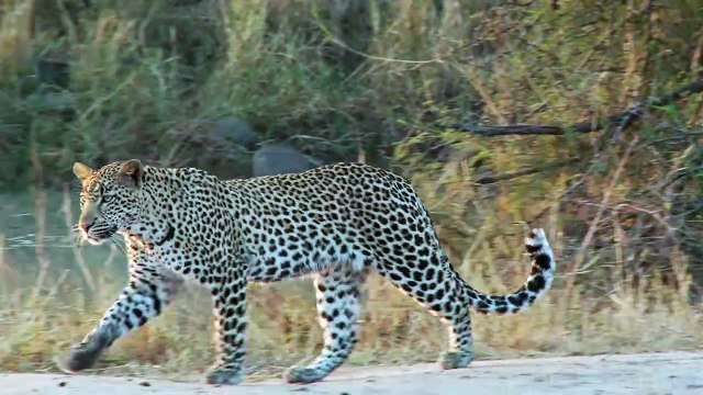 Le Léopard peut Chasser un Porc-épic Une Vraie Bataille entre Porc-épic et Léopard