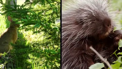 Le Ratel Sauve son Bébé du Léopard !! Vrai Combat Blaireau de miel vs Léopard