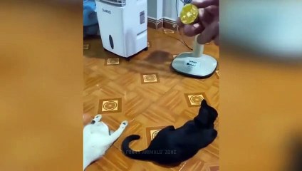 Funniest Animals 2023 - Funny Cats and Dogs - HaHa Animals