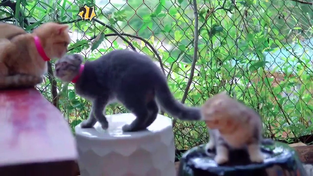 Funny animals videos   Funniest Dogs And Cats Videos   Best Funny Videos 2023