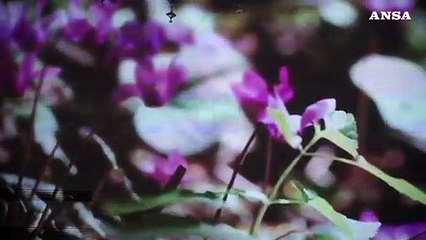 Festival della letteratura del vino, Bortolomiol: "Nelle parole il valore del nostro prodotto"