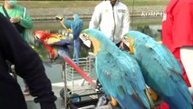 Keseruan Bermain hingga Cara 'Bounding' dengan Burung Macaw!