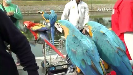 Keseruan Bermain hingga Cara 'Bounding' dengan Burung Macaw!