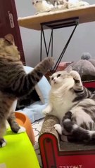 Funny Cute Cat #shortsvideo #2023