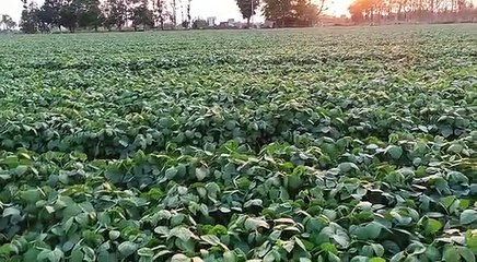 तापमान में कमी और बादलों से कुम्हला रही मूंग