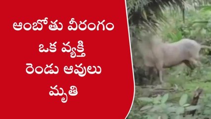 పశ్చిమ గోదావరి: ఆంబోతు దాడి... వ్యక్తి మృతి