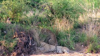 Shocking! Female Leopard Begs Grumpy Male for Attention