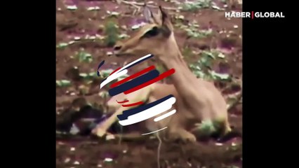 Leopar ile yavru ceylan arasında yaşanan sıradışı anlar izleme rekoru kırdı