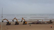Retiran una ballena muerta tras varar en la costa británica