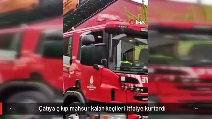 Çatıya çıkıp mahsur kalan keçileri itfaiye kurtardı
