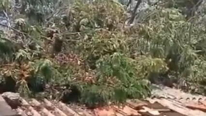 ములుగు: అంగన్వాడీ కేంద్రంపై కూలిన భారీ వృక్షం..!