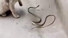 Fight Cat VS Snake Cobra 2023 !! Snake Vs Cat Fight 2023