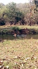 नूरी सिखा रही शावकों को जंगल के कायदे