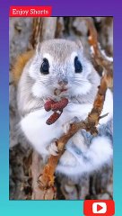 Snow Squirrel | #cute #viral #shortvideo #pet #animals