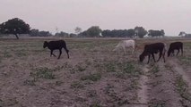 मैनपुरी: किसानों के लिए बड़ी मुसीबत बने आवारा पशु, फसलों को पहुंचा रहे नुकसान