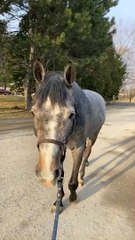 Dog Wants To Play With Horse