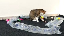 Are All These Cat Toys New, Mom