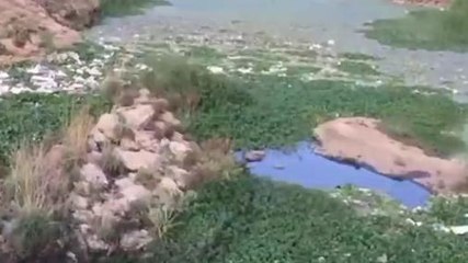 बैतूल: माचना नदी बैतूल शहर की जीवनरेखा नदी अपने अस्तित्व के संकट से जूझ रही है