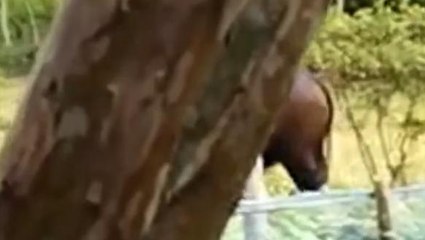 আলিপুরদুয়ার: আতঙ্কে হুলুস্থুল কাণ্ড এলাকায়.. জঙ্গল থেকে বেরিয়ে দাপাদাপি