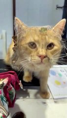 He's Basically Spider-Man