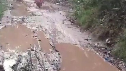 বাঁকুড়াঃ "নিজেদের উন্নয়নে ব্যস্ত",রাস্তা প্রসঙ্গে কটাক্ষ বিজেপি নেতার