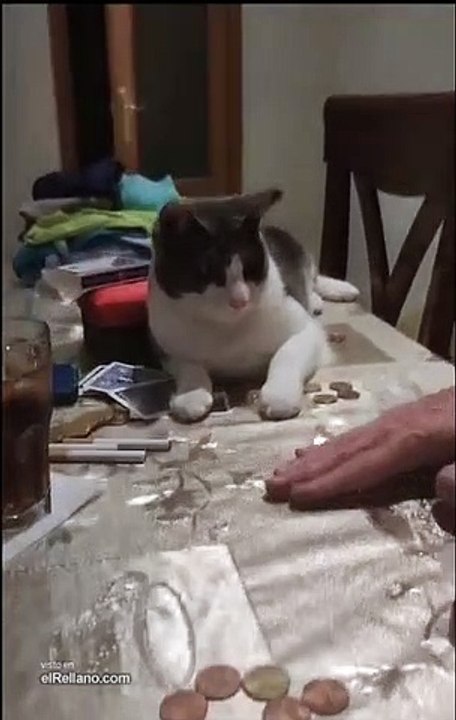 Truco de magia gatuno
