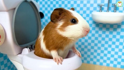 Cute Hamster Min go to the toilet so cute