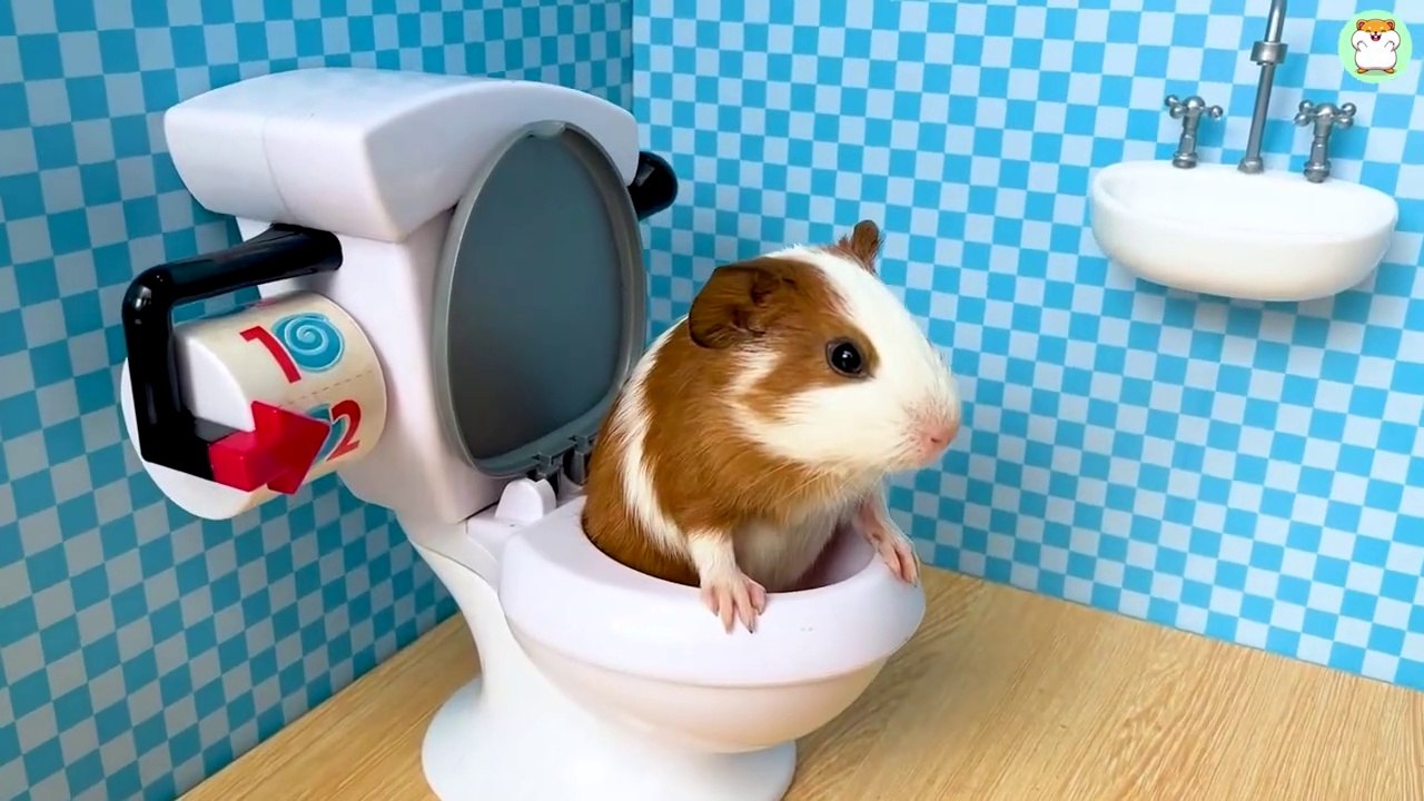 Hamster Min bathing in the toilet and go shopping Kinder Joy Eggs