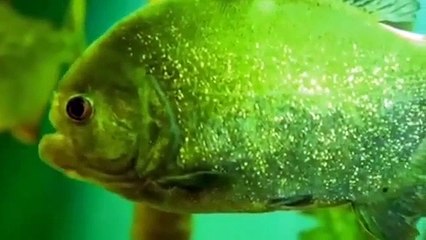 Why did Allah create the fish and why will the people of Paradise be fed its kid