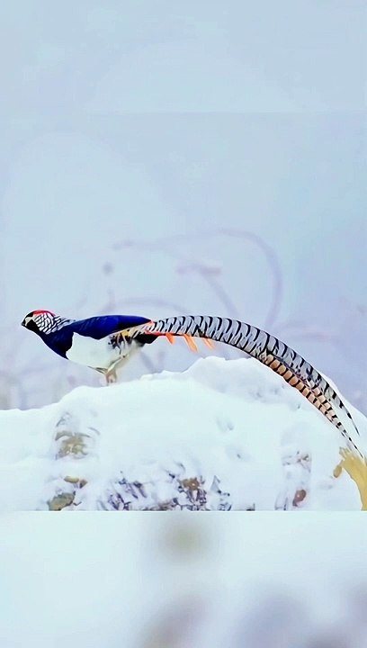 Birds video