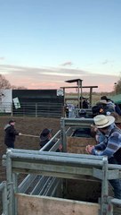 Bucking Bull Riding