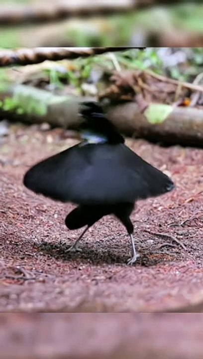 Birds video