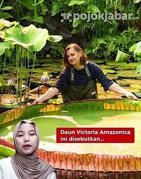 Fakta di Balik Teratai Victoria yang Bisa Nahan Bebas Sampai 50 Kilogram dan Keluarkan Bau Menyengat